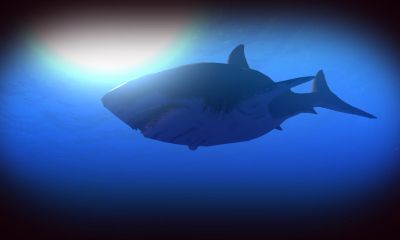 Feed and Grow: Fish 4